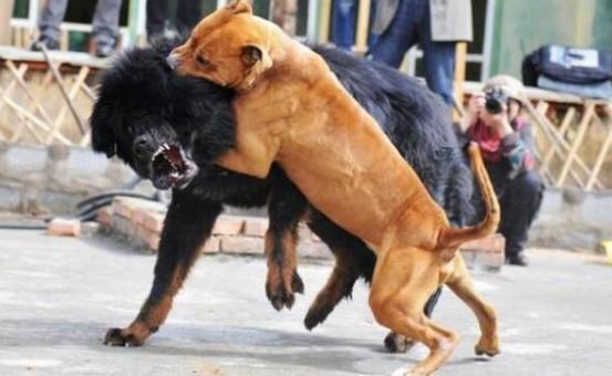 比特犬打架视频观看-图1