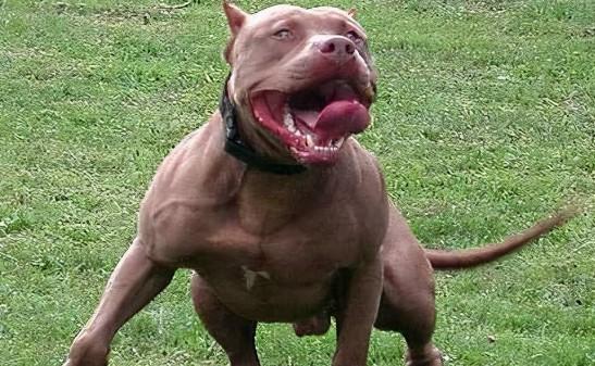 比特犬正宗图片-图1