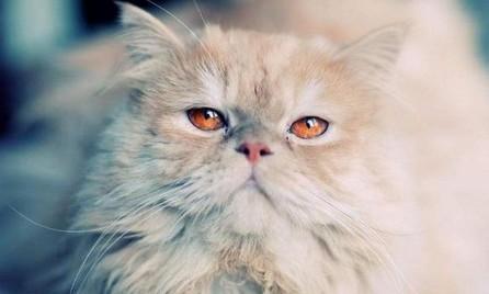 猫能吃西兰花吗-图1
