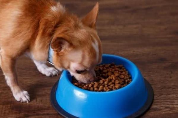 狗狗不愿意嚼食物为什么呢-图1