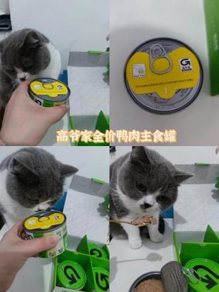 猫能吃鸭肉吗-图1