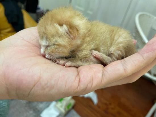 猫能活多少岁-图1