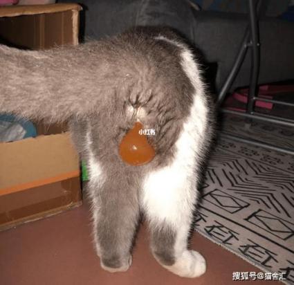猫咪羊水泡露出来不破-图1