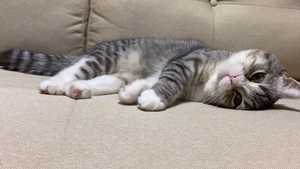 猫咪虚弱无力呕吐站不起来-图1