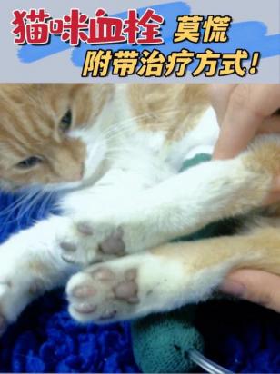 猫咪血栓是什么原因