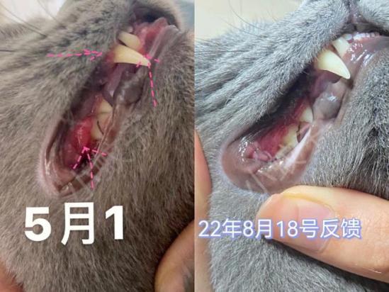 猫咪牙龈红肿怎么办
