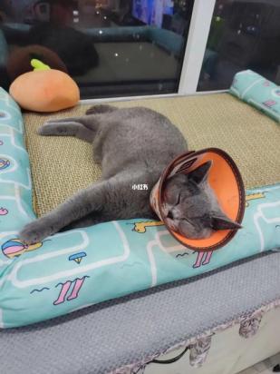 猫咪涨奶硬块多久会消除-图1