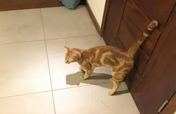 猫咪为什么喜欢进卧室睡觉？