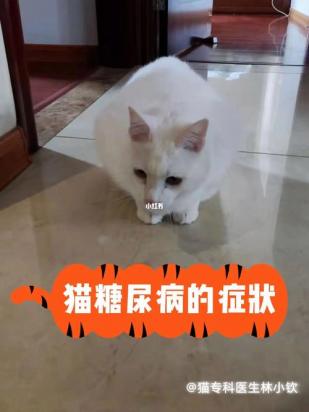 猫咪血糖高一定是糖尿病吗-图1