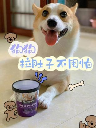 狗狗拉肚子了怎么办最有效-图1