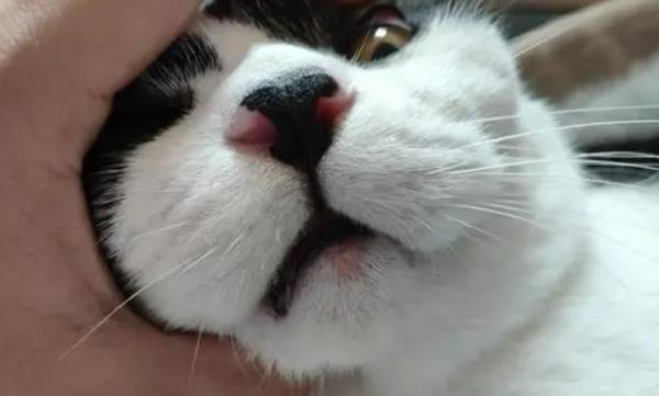 猫咪下巴长脓包是什么原因-图1