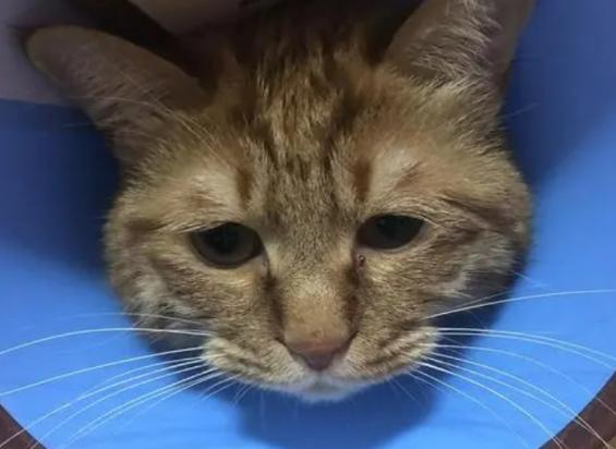 猫咪眼睛红肿有分泌物用什么药-图1