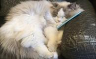 猫咪一般能活几年-图1
