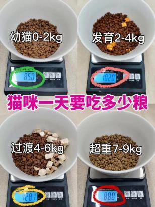 猫咪一天吃几次猫粮-图1