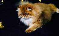 猫咪心脏病的危害有哪些？