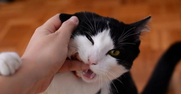 猫咪咬了出血了怎么办-图1