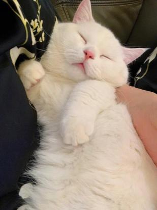猫咪喜欢主人抱着睡什么意思