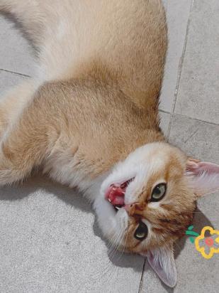猫咪性格是天生的吗-图1