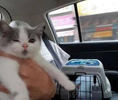 猫咪坐私家车注意事项-图1