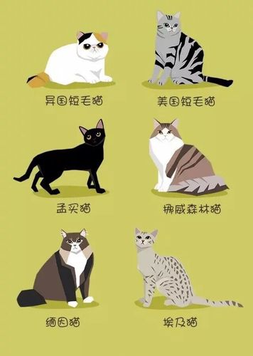 猫起名字叫什么比较好听-图1