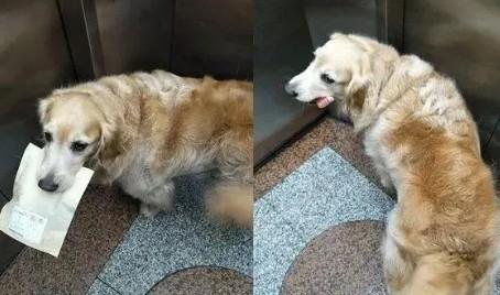 电梯里为什么不让带狗狗进去-图1