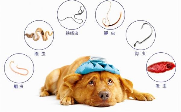 成年狗狗怎么驱虫的-图1