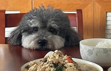 为什么狗狗不能吃小狗粮的原因-图1