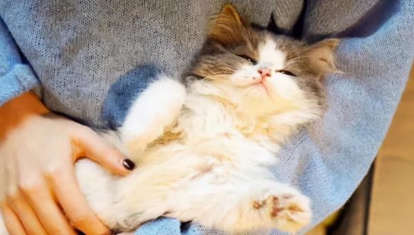 猫奴必懂的猫知识-1