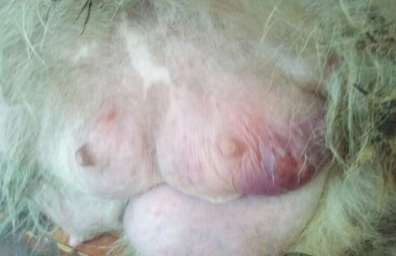 狗狗乳房能挤出液体是怎么回事