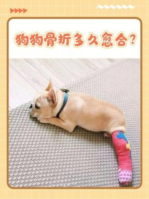 狗狗摔伤腿摔瘸了多久自愈-图1