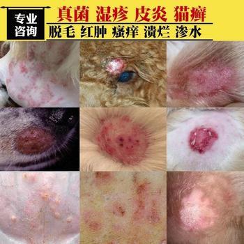 狗狗身上长红疙瘩用什么药膏-图1