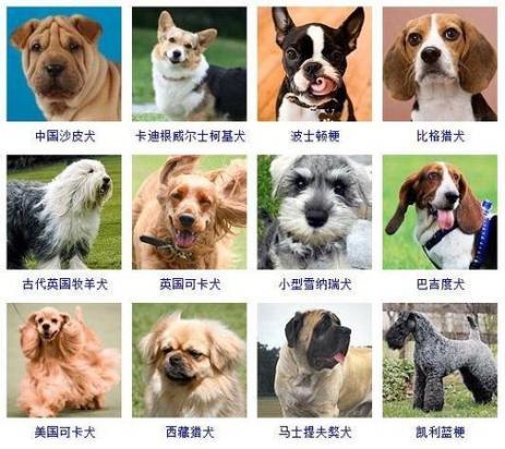 狗狗品种大全排名-图1