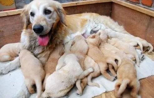 狗狗临产前的15个征兆-图1