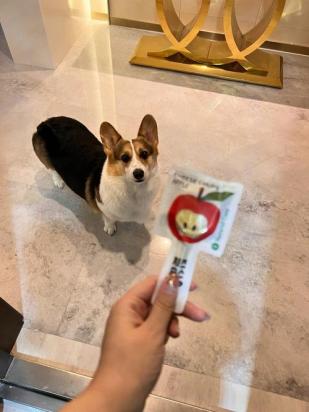 狗狗能吃奶酪棒吗-图1