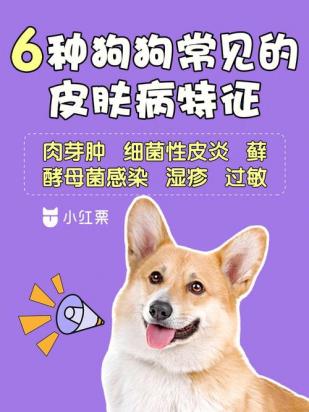 狗狗舌头黑紫色是怎么回事-图1