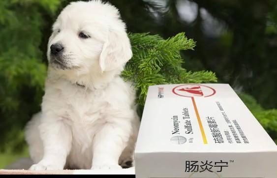 宠物狗狗拉肚子吃什么药最好
