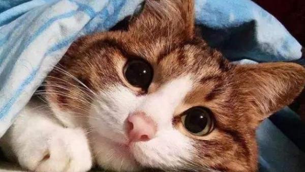 猫咪趾间炎初期图片-图1
