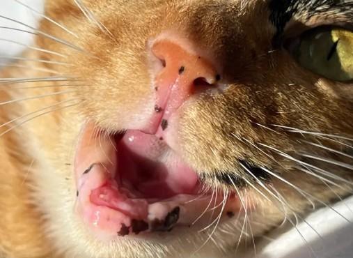 猫全口拔牙的优缺点-图1