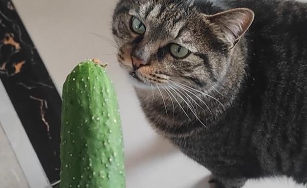 猫能吃黄瓜吗-图1