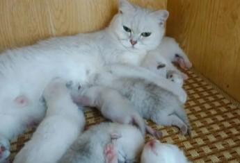 猫什么时候生小猫?产前准备与注意事项