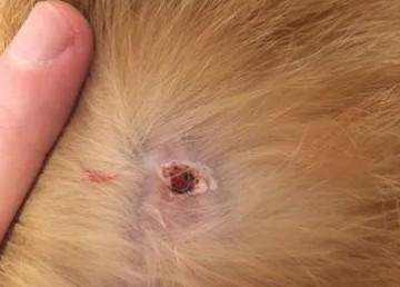猫身上有疙瘩结痂一样-图1