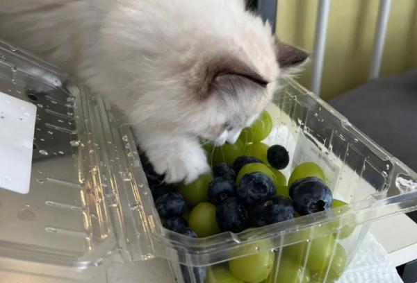 猫能吃蓝莓吗-图1