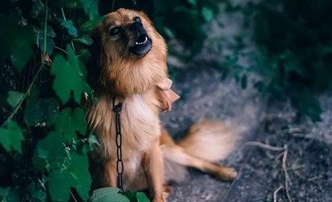 狗狗有预感被送走吗-图1