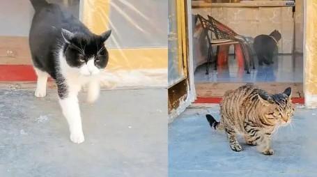 猫咪走路老是抖腿抖手-图1