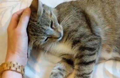 猫摸着摸着突然打人-图1