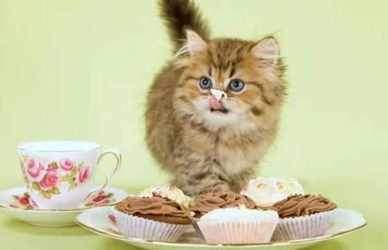 猫能吃蛋糕吗-图1