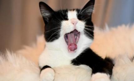 猫噗噗是什么情况-图1