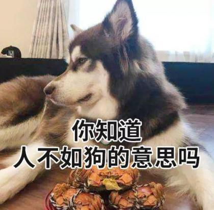 狗狗什么举动是骂人