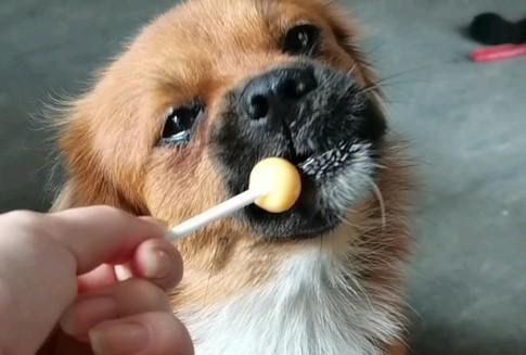 狗可以吃糖吗-图1