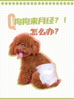 狗狗生理期几个月来一次-图1